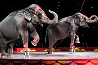 Circus Acts
